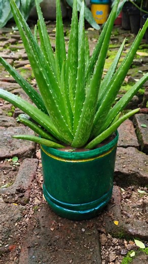 How to aloe vera plant reporting easy step 🪴🌱👍 #plants #gardening #aloe vera plant#reporting