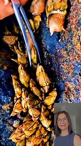 Proper tools in harvesting gooseneck barnacles #barnacles #expensive #delicacies #fblifestyle | Wylynda Ilagan