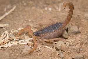 12 Intriguing Indian Red Scorpion Facts - Fact Animal