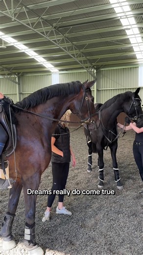 Warmblood Horse Dreams Come True