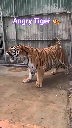 What Makes a Tiger Angry? #wildlife #angrytiger #animalmoments