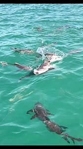 Cobia madness 🤯 It doesn't get better than watching fish eat next to the boat 🐟 💥 Who has seen cobia this close before? 🙋 🎥: @fishmavericks #PENNFishing #LetTheBattleBegin #Fishing #Cobia #FishingGear | PENN Fishing