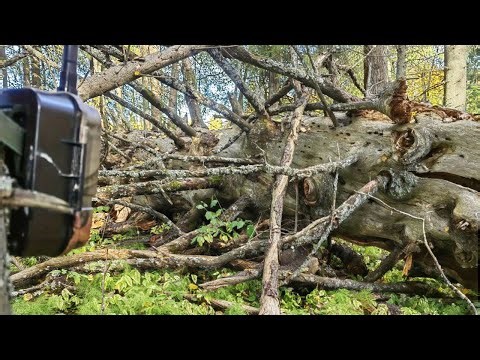 I found a creepy tree in the forest and left a CAMERA TRAP! Look who's here!