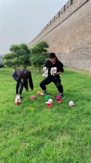 Playing the ring-toss game with my owner is so fun! #TeacupDog #Pomeranian #Pomeranian Shunsuke