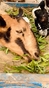 Guar bean byproducts, primarily guar meal, offer several nutritional benefits for animals, including high protein content, essential amino acids, and fiber. Guar meal is often used as a cost-effective and nutritious alternative to soybean meal, particularly for ruminants like cattle. However, the presence of certain anti-nutritional factors means that guar meal often requires heat treatment and must be fed in limited quantities, especially for non- ruminants. Guar meal is the leftover germ and h