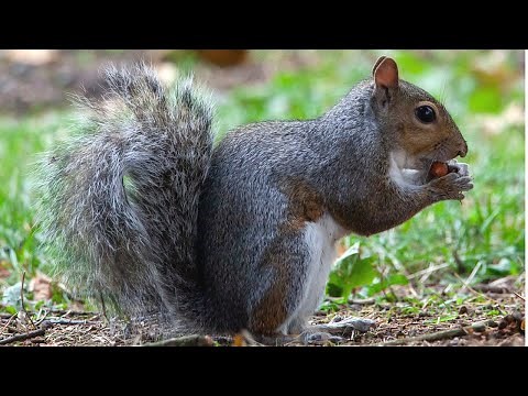 Squirrel Chirping and Barking | Squirrel Sound | Squirrel Sound Effect | Animal Sounds | No Music