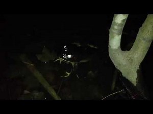 Bullfrogs at Night 1