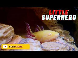 Axolotl: Insane Biology and Incredible Facts