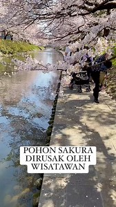 Pohon sakura dirusak oleh wisatawan. Kalah ketemu kayak gini ditegur aja ya gaes. Untuk kebaikan nama bangsa. Merusak pohon seprti ini tentunya gak baik. Sebenarnya klo ada guide nya pasti ditegur. Karena guide tahu aturan #sakura #wisatawan #indonesia #jepang | Wawan Supriyanto