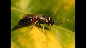 Bees placed on endangered species list for first time in U.S.