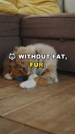 How Wolves Survive Extreme Cold