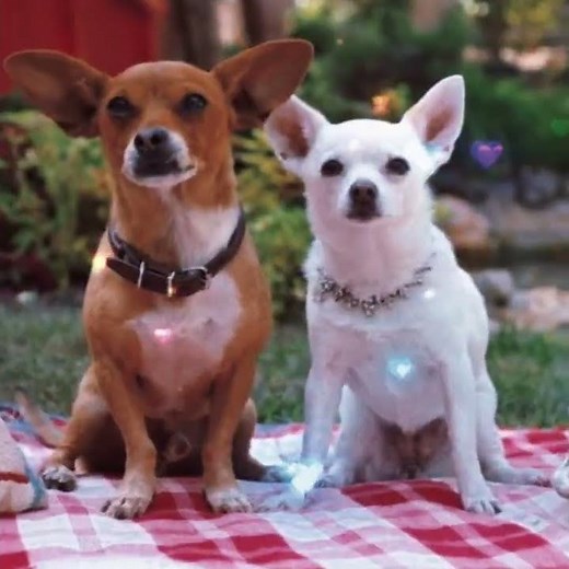 Chloe&Papi edit (Beverly Hills chihuahua movie)