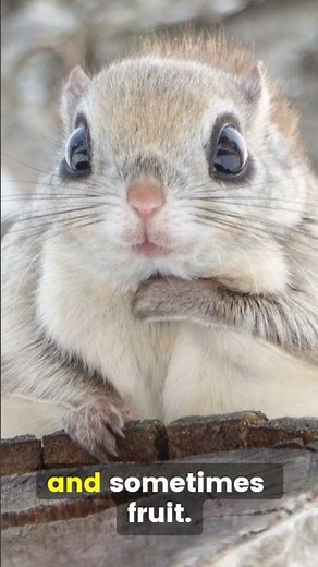 Japanese Flying Squirrel: Forest’s Fluffiest Glider! 🌲🪂