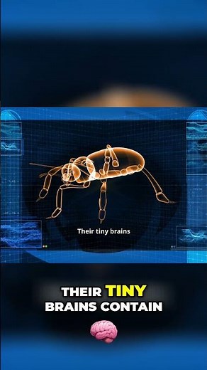 The 3,000 Mile Journey Of Monarch Butterflies