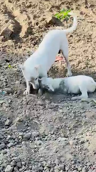 Husky Puppies Playing Fun 🐾 #shorts