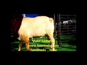 Goat farming- Boer Breeding bucks