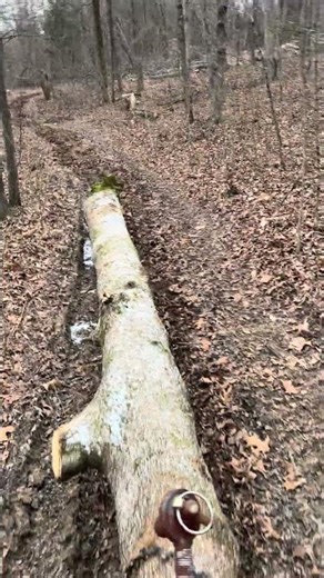 Skidding big logs with compact tractor! #logging #kubota #diy