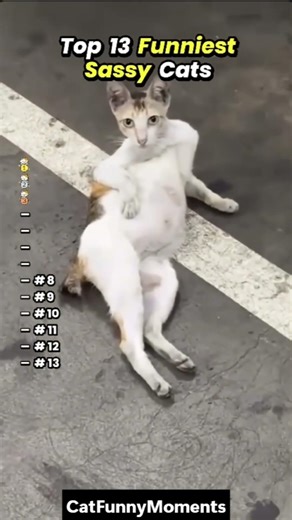 Top 13 Funniest Sasha Cats 😹 (Wait For This) #cats #ranking #memes #cutecat