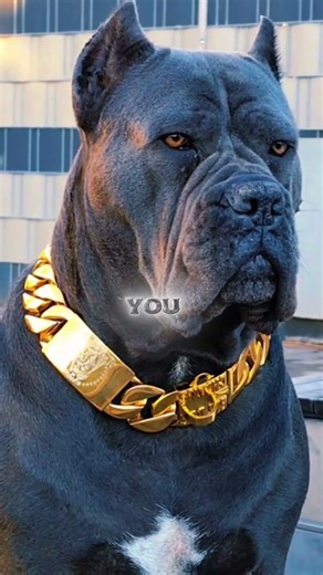 Why the Cane Corso Is Not for Beginners