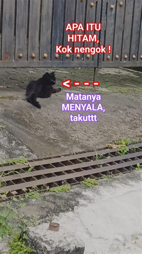 Apa itu? #viralvideo #shorts #shortvideo #shortsviral #fypシ゚viral #trending #trendingshorts #cat