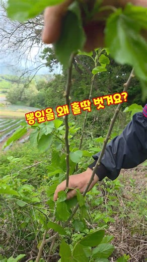 Why do you peel the mulberry leaves completely? Mulberry Leaf Tree, Chungbuk Goesan, Goesan Count...