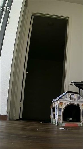 Nothing scared this cat, he just is really that crazy