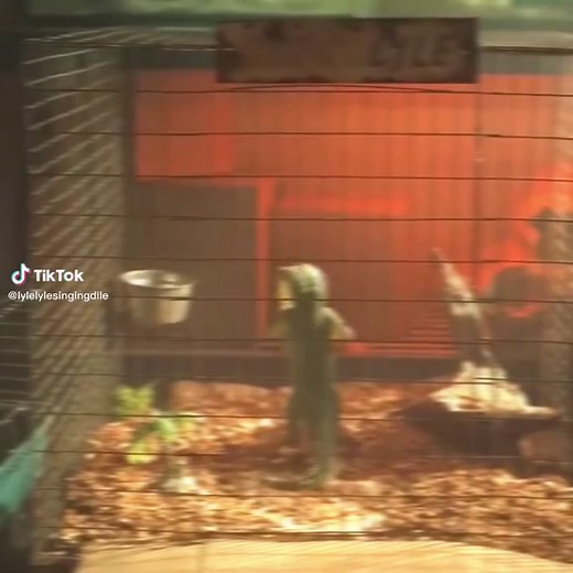 Little lyle im his cage we love crocodiles 😝 // #fypシ #fypシ #fypage #fypシ゚viral #foryoupage #foryourpage #foryou #viral #lyle #lylelylecrocodilemovie #lylelyle #lalalalala #xyzbca #xyzcba