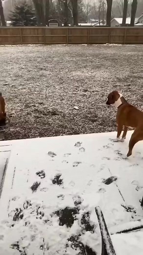 😗Boxers…always making us laugh! 😆 🥝 #BoxerLove #BoxerDog #BoxerGoofball #BoxerLife #BoxerAntics #BoxerEnergy #BoxerSquad #BoxerNation | Boxer_dog_lovers