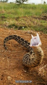 9.8K views · 207 reactions | Puff Adder exposing its fangs while it strikes towards the camera in slow motion. Check out this incredible footage of a Puff Adder in South Africa! These snakes are masters of camouflage and are quite venomous. This wildlife encounter shows how amazing puff Adders can be in nature. #snake #snakes #snakesofinstagram #snakelover #dangerous #wildlife | Robert Wedderburn Productions | Facebook