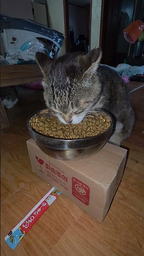 중이염 후유증 때문에 복측고실절제술 후 퇴원한 총총이 로얄캐닌 유리너리 사료 맛있게 먹어요