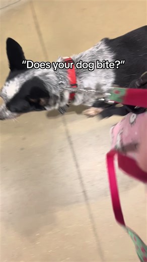 Understanding the Blue Heeler: Myth vs Reality