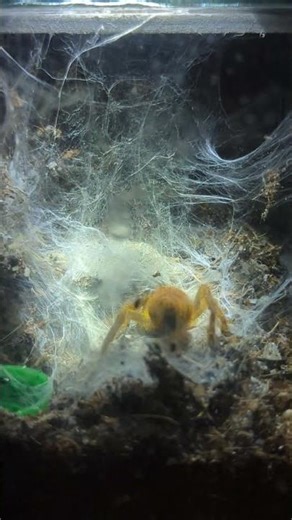 orange baboon tarantula enclosure #tarantula #obt #exotic