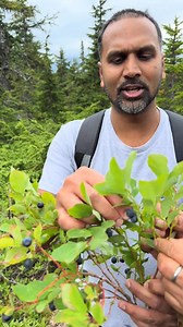 115 reactions · 7 comments | Eating wild berries in Alaska! #berries #Alaska #adventure #nature | Kemron Lindon Bacchus | Facebook