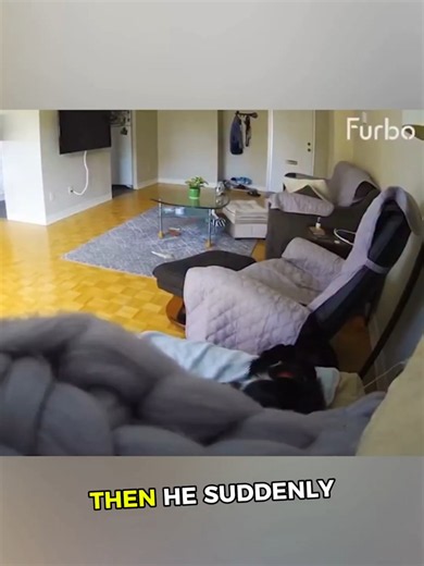 Dog Caught on Camera: Owner Discovers Funny Secret
