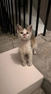 He was found trembling in the cold, a tiny, scared kitten left alone outside. Grit and dirt clung to his frail body, and his wide eyes reflected a pitiful plea for help. No shelter. No warmth. Just the bitter chill of abandonment. But just when it seemed like the end, everything changed. 👉 Find out what happened next in the first comment 👇👇 #Abandoned #StrayKitten #AnimalRescue #NewBeginnings | Mercy for the Voiceless