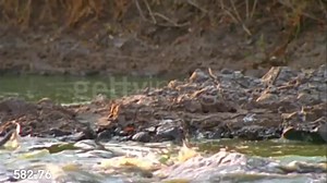 462K views · 10K reactions | The power of the swamp king! | American Animals | Facebook