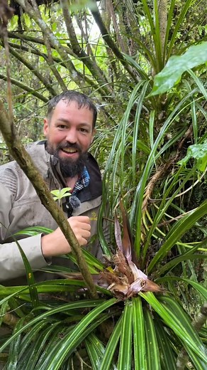 6.8K views · 1.1K reactions | Tāwhara petals taste like fruit salad...