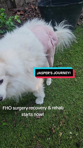JASPER'S JOURNEY! FHO Surgery Recovery & Rehab