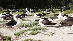 File:Laysan Albatross Mating Dance 2016.webm - Wikimedia Commons