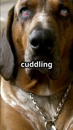 Meet the Redbone Coonhound: Graceful, Loyal, and Always Ready to Explore! 🐕🌲 #RedboneCoonhound #dog