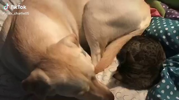 Video 2 of Max and Charlie!💕💕
