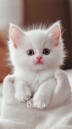 Angry Yet Adorable Cats: A Fun Compilation