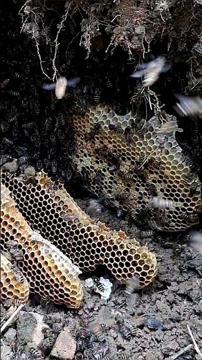 Hunting honey bees build underground nests | Tropical Forest Bees #honeybee