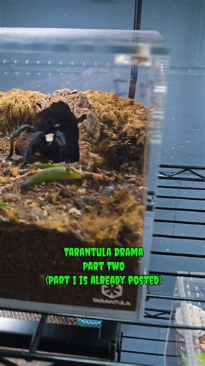 Tarantula Collective | Tarantula Care & Education on Instagram: "This is really all I have to say on the topic, except for the part 1, but then HOPEFULLY you've already seen that or this is completelyout of context. 😄🤪"