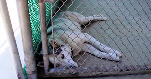 Shelter Aids This Traumatized Husky’s Rehabilitation and Finds a Foster Mother for Her