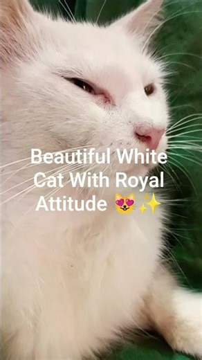 This Beautiful White Cat Looks Like a Queen 👑🐱 #shorts