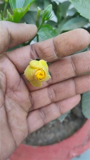 #yah Kali jab Talak phool banke khile#garden 🏡#viral video