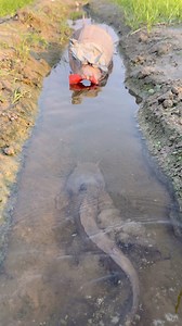 8.2M views · 35K reactions | Amazing big catfish catching by polo traps video #reels | Everyday village vlog | Facebook