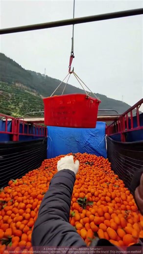 New Way to Transport Mountain Fruits: Drone Basket Loading Oranges