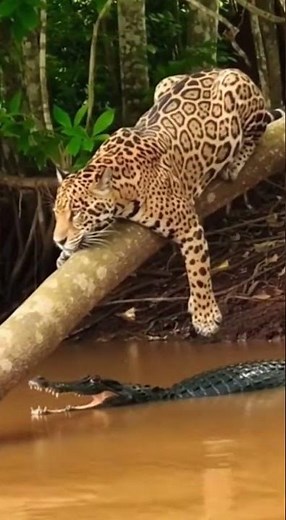 Jaguar vs. Crocodile - The Ultimate Showdown